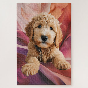 Golden Doodle Puppy
