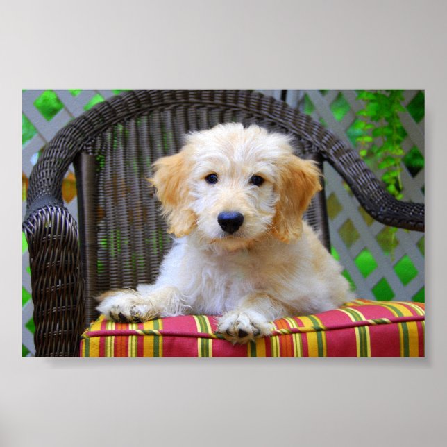 Golden Doodle Puppy Poster (Vorne)