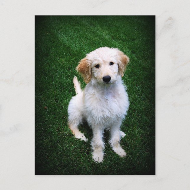 Golden Doodle Puppy Postkarte (Vorderseite)