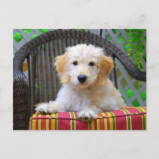 Golden Doodle Puppy Postkarte (Vorderseite)