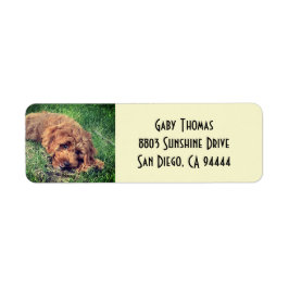Golden Doodle Rücksendeadressen-Aufkleber