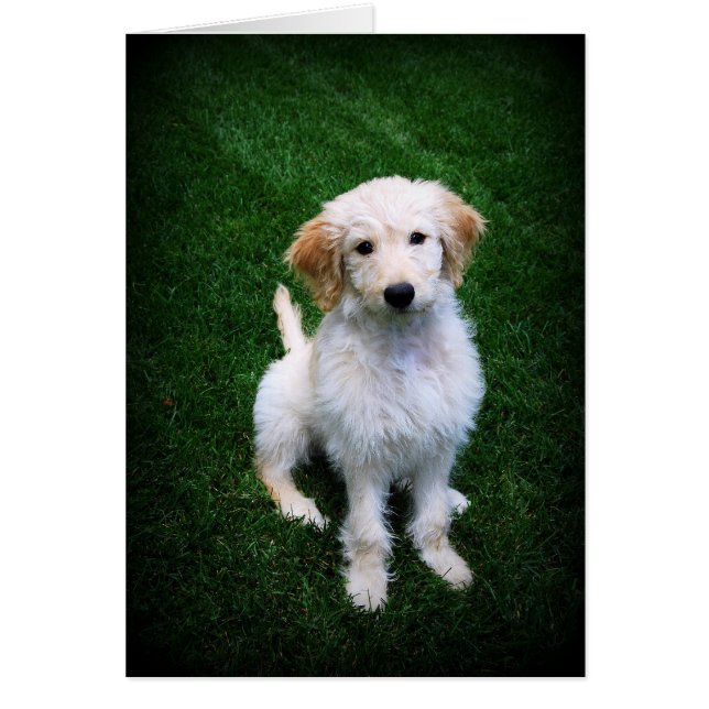 Golden Doodle Welpe auf dem Rasen (Vorne)
