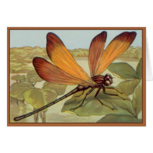 Golden Dragonfly
