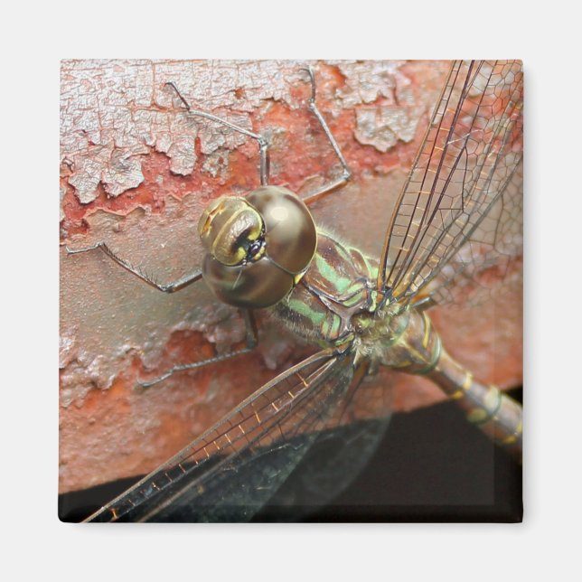 Golden Dragonfly Magnet (Vorne)