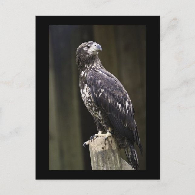 Golden Eagle Foto Postkarte (Vorderseite)