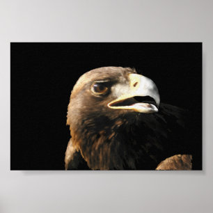 Golden Eagle Portrait Poster