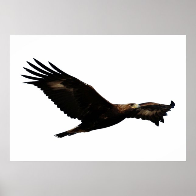 Golden Eagle Soaring Poster (Vorne)
