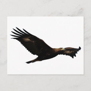Golden Eagle Soaring Postkarte