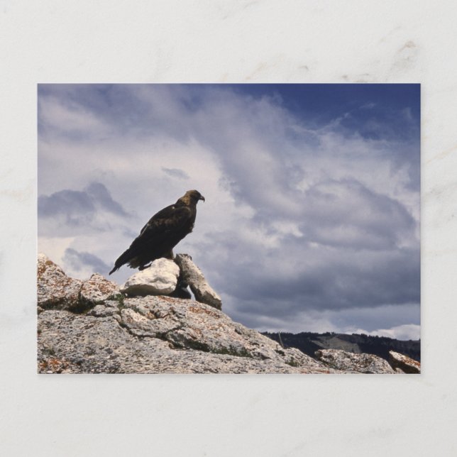 Golden Eagle Wildlife Series # 14 Postcard Postkarte (Vorderseite)