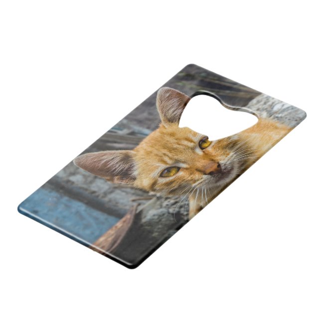 Golden Eyes (Devant Angle)