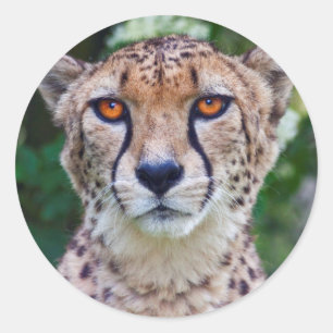 Golden Eyes Aufkleber