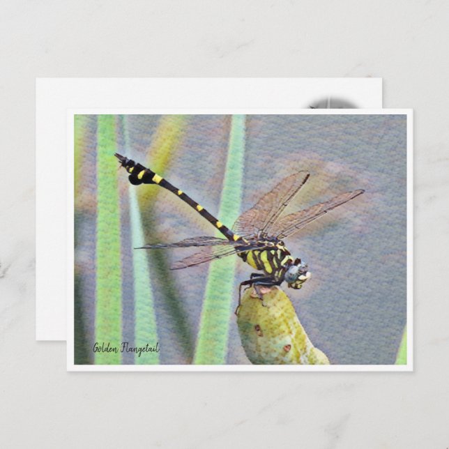 Golden Flangetail Postkarte (Vorne/Hinten)