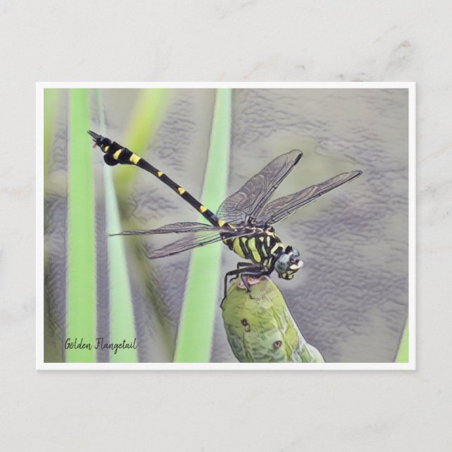 Golden Flangetail Postkarte (Vorderseite)