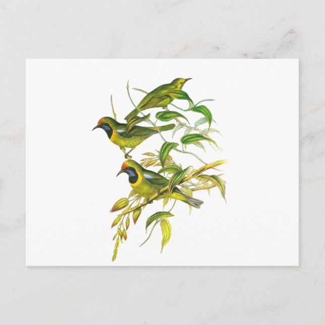 Golden-Fronted Leafbird Postkarte (Vorderseite)