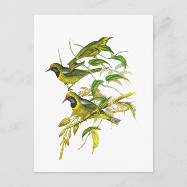 Golden-Fronted Leafbird Postkarte (Vorderseite)