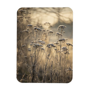 Golden Frosty Morning Flämische Landschaft Magnet