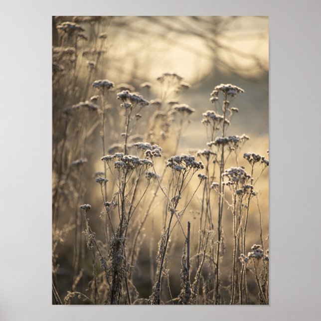 Golden Frosty Morning Flämische Landschaft Poster (Vorne)