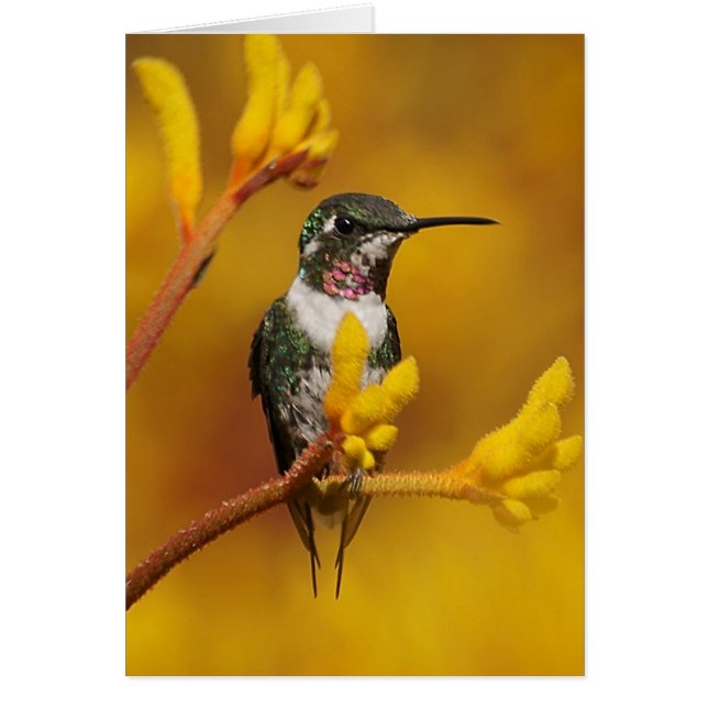 Golden Glow (Devant)