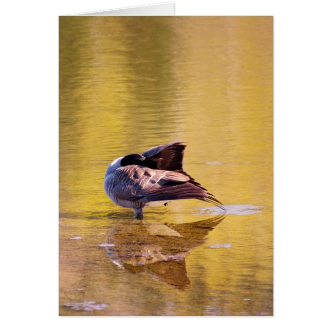 Golden Goose (Vorne)