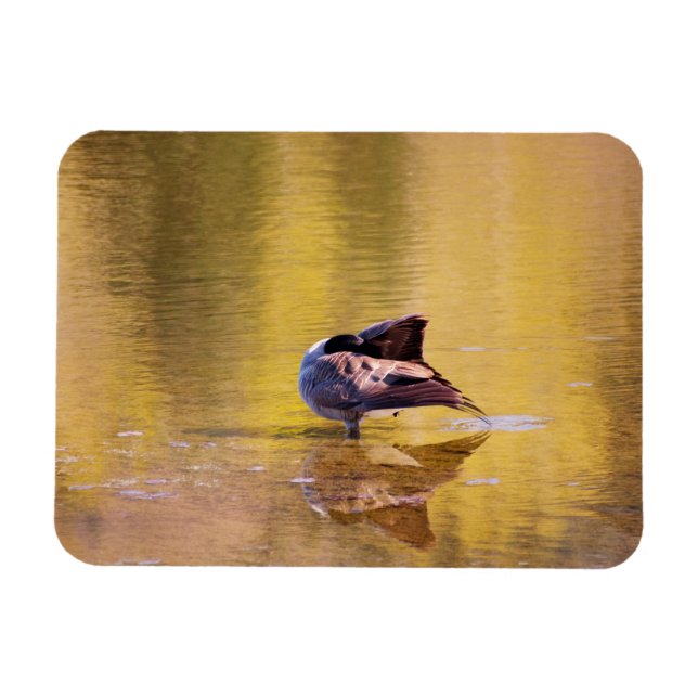 Golden Goose Magnet (Horizontal)