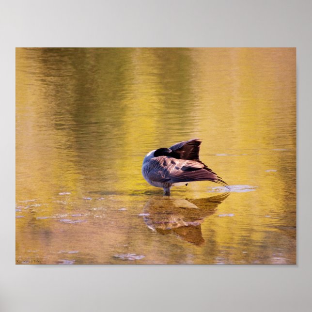 Golden Goose Poster (Vorne)