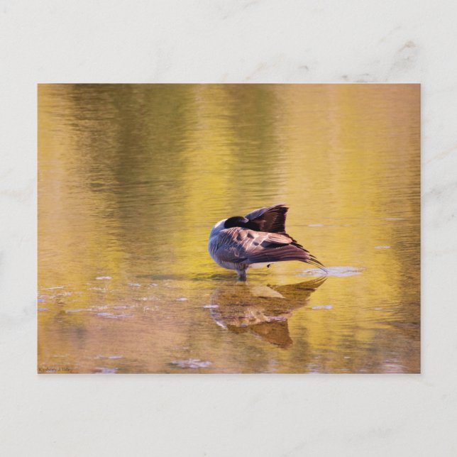 Golden Goose Postkarte (Vorderseite)