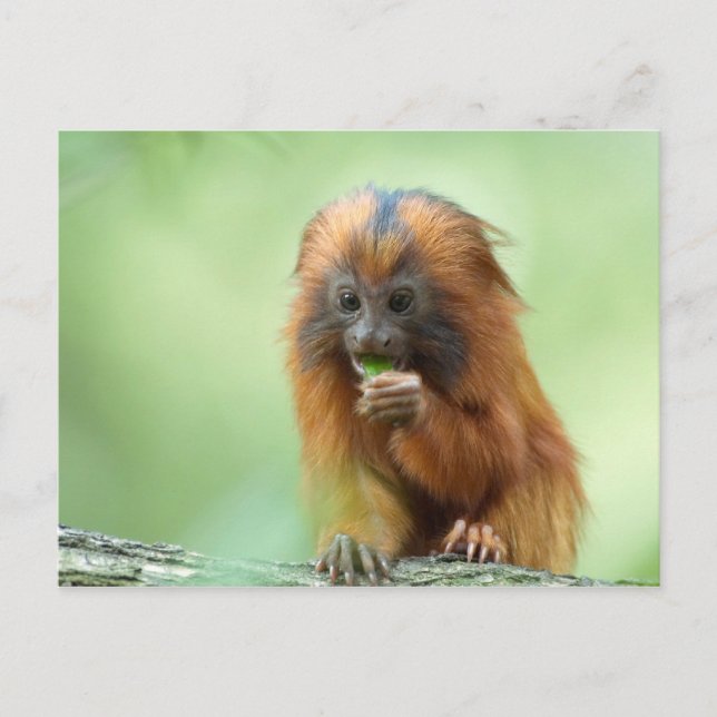 Golden Head Youngster Postkarte (Vorderseite)