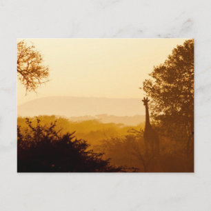 Golden Hour Giraffe Postkarte