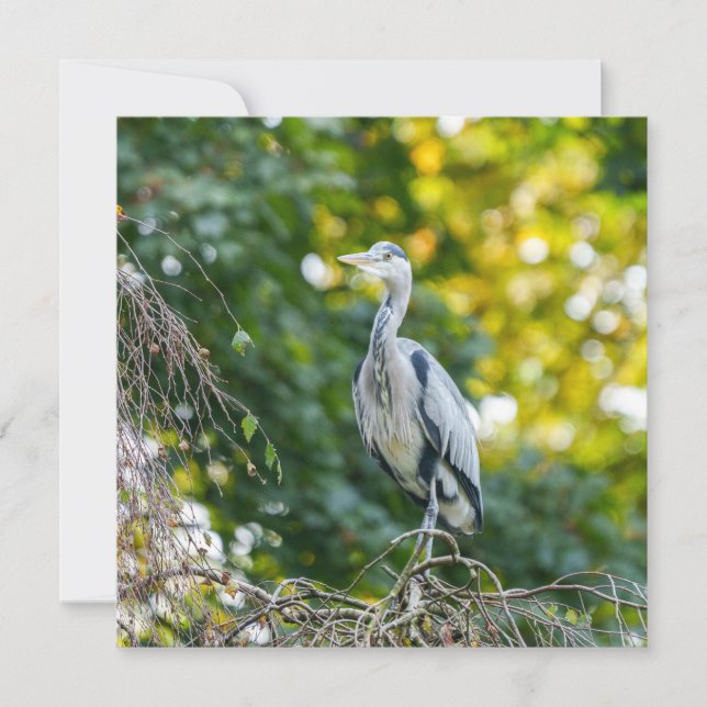 Golden Hour Gray Heron (Vorderseite)