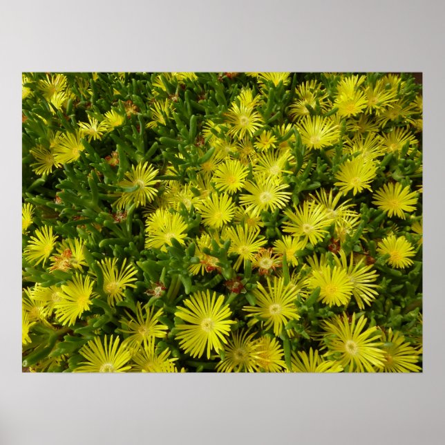 Golden Ice Pflanze Gelbe Blumen Poster (Vorne)