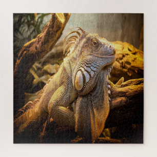Golden Iguana