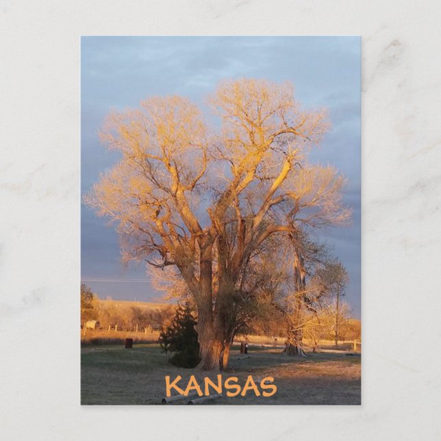 Golden Kansas Cottonwood Tree Postcard Postkarte (Vorderseite)