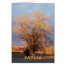 Golden Kansas Staat Tree - Cottonwood