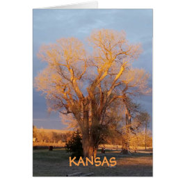 Golden Kansas Staat Tree - Cottonwood