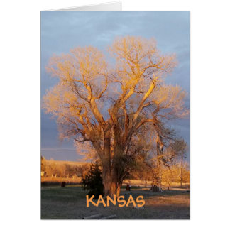 Golden Kansas Staat Tree - Cottonwood