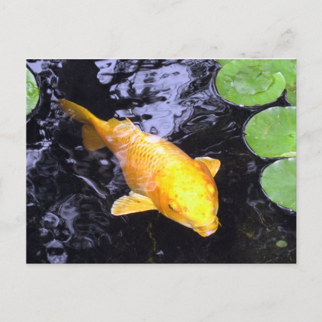 Golden Koi Fish Foto Postkarte (Vorderseite)