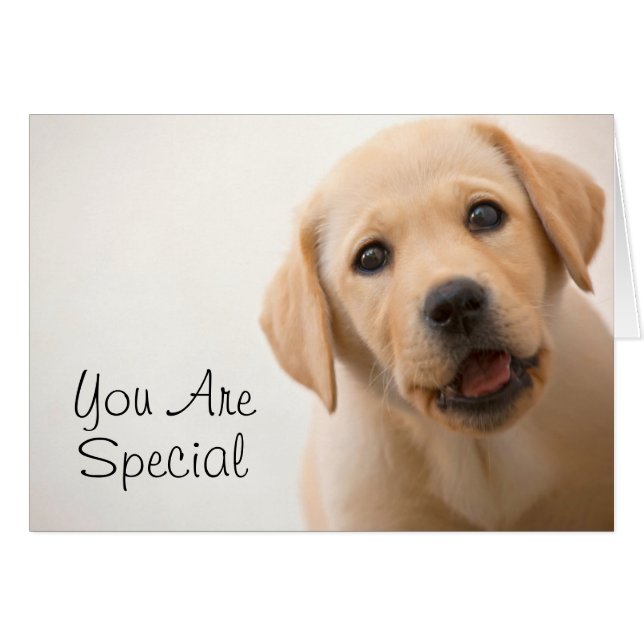 Golden Labrador (Devant horizontal)