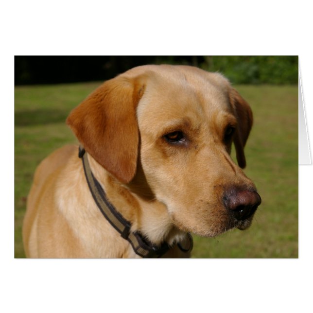 Golden Labrador (Vorderseite (Horizontal))