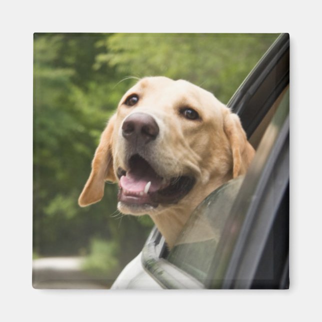 Golden Labrador im Rückspiegel Magnet (Vorne)