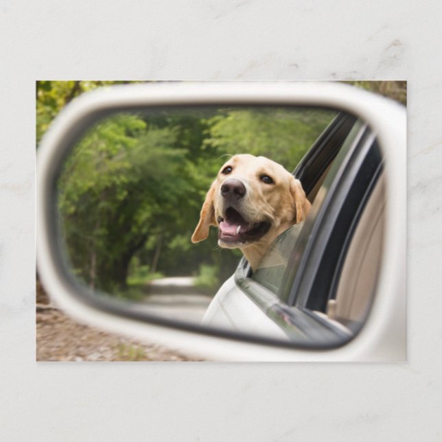 Golden Labrador im Rückspiegel Postkarte (Vorderseite)