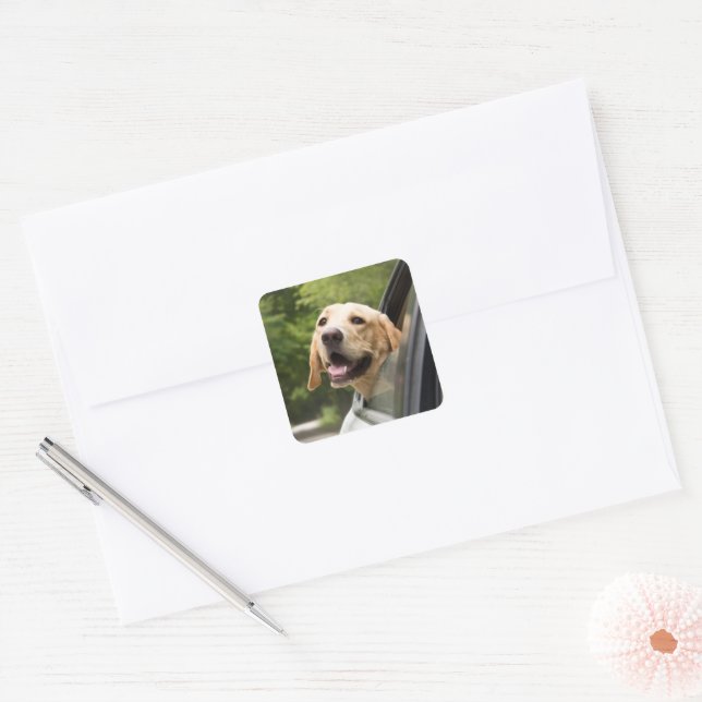 Golden Labrador im Rückspiegel Quadratischer Aufkleber (Umschlag)