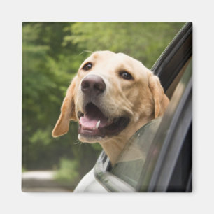 Golden Labrador in Rearview Mirror Magnet