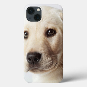 Golden Labrador Puppy Closeup Case-Mate iPhone Hülle