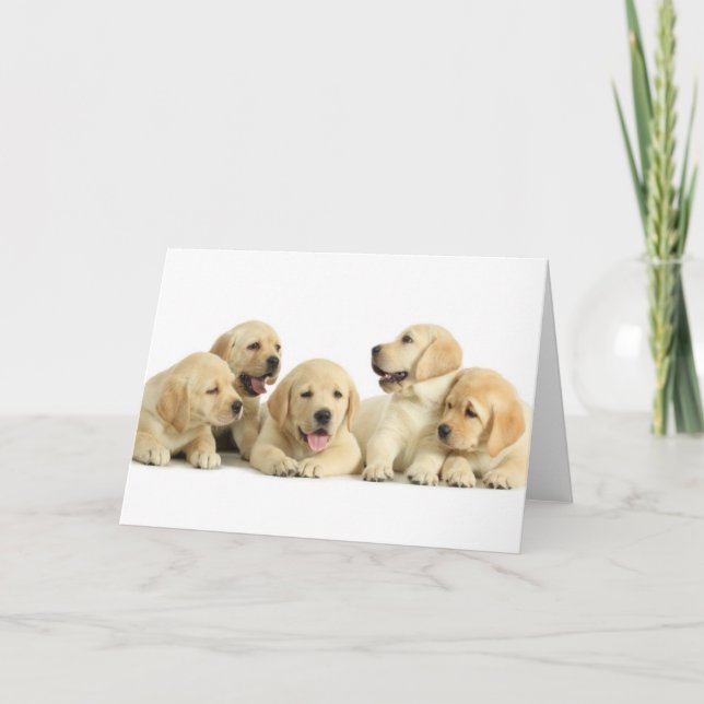 Golden Labrador Puppy Pile Karte (Vorderseite)