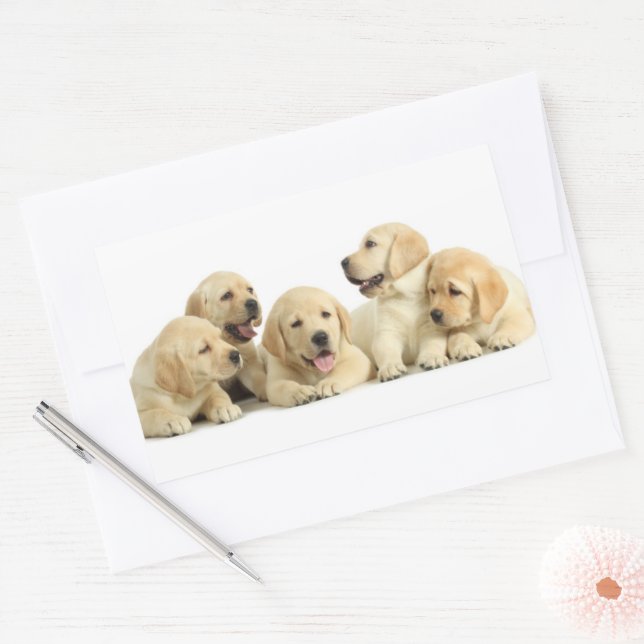 Golden Labrador Puppy Pile Rechteckiger Aufkleber (Umschlag)
