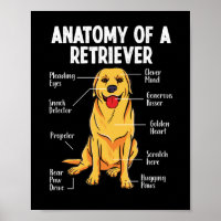Golden Labrador Retriever Anatomie eines Retriever