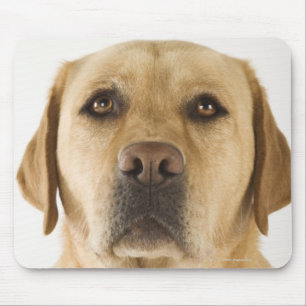 Golden Labrador Retriever (Canis familiaris). Mousepad