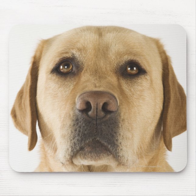 Golden Labrador Retriever (Canis familiaris). Mousepad (Vorne)