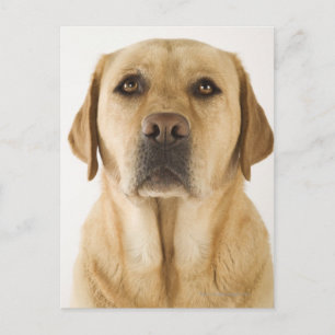 Golden Labrador Retriever (Canis familiaris). Postkarte