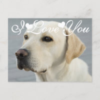 Golden Labrador Retriever Foto Image I Liebe You